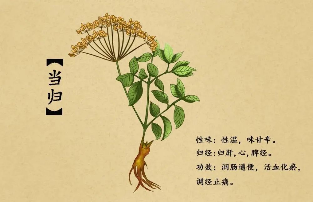 The Herbal Record | The Treasure of Women in the Ten Directions