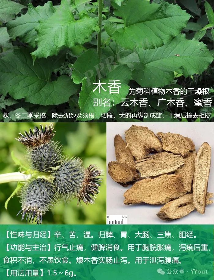 Secret Recipe for Treating Colitis by Renowned Physician Tang Chengzu: Fu Zheng Qu Xie Decoction