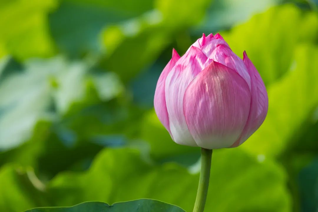 What are the Seven Emotions and Six Desires? The Most Poetic Answer