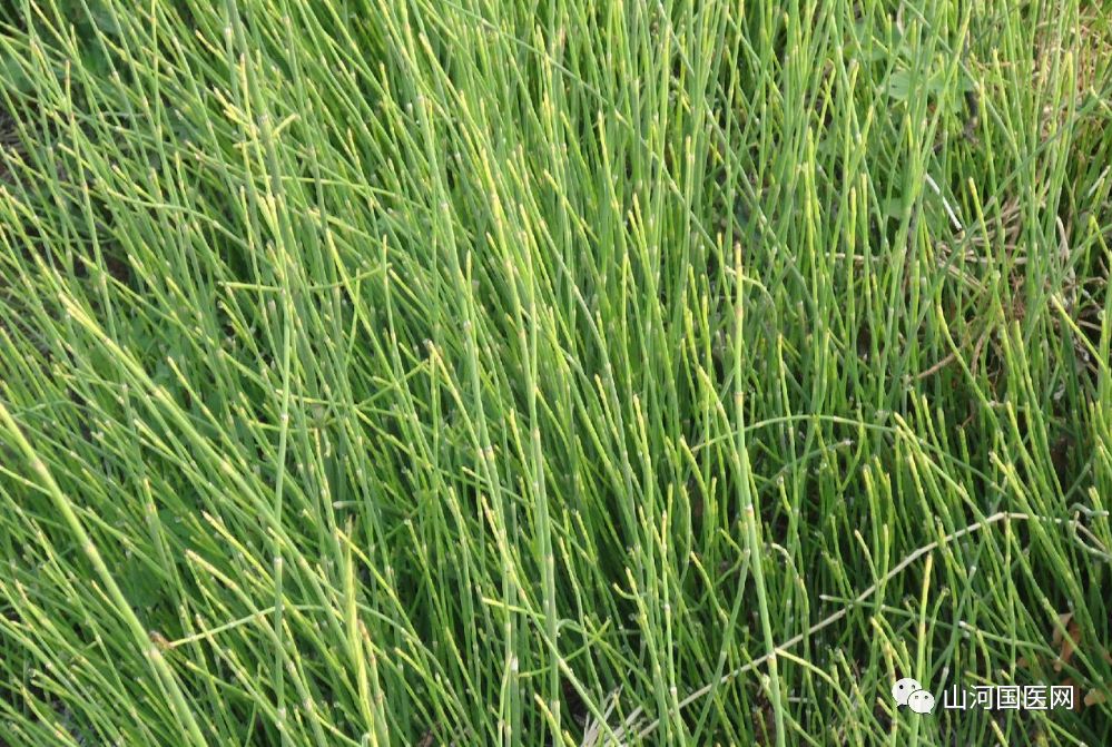 Bencao Gangmu: Mù Zéi (Equisetum) Overview and Applications
