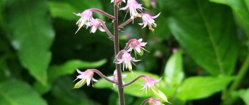 Folk Herb - Huangshui Zhi: Clears Heat and Detoxifies, Activates Blood Circulation and Reduces Swelling