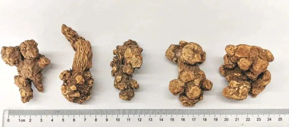 The Efficacy and Contraindications of Cang Zhu (Atractylodes)