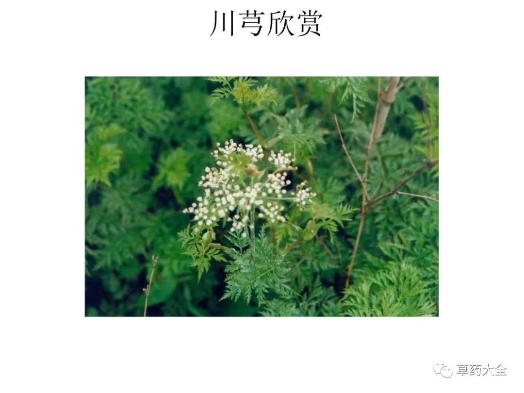 The Efficacy and Functions of Chuanxiong (Ligusticum chuanxiong)