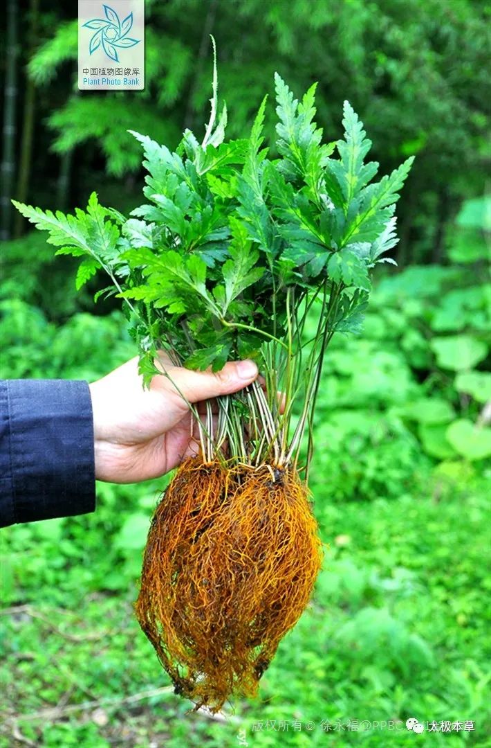 Huang Lian: A Powerful Remedy for Clearing Heat and Detoxifying