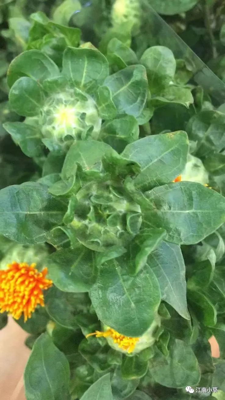 Analysis of Honghua (Safflower) in Traditional Chinese Medicine