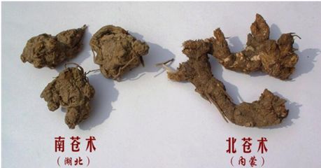 The Story of Cang Zhu (Atractylodes) and Its Medicinal Significance