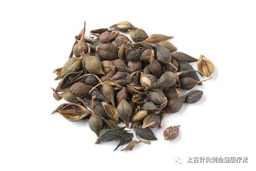 Daily Learning of a Chinese Herbal Medicine: Lian Qiao (Forsythia)