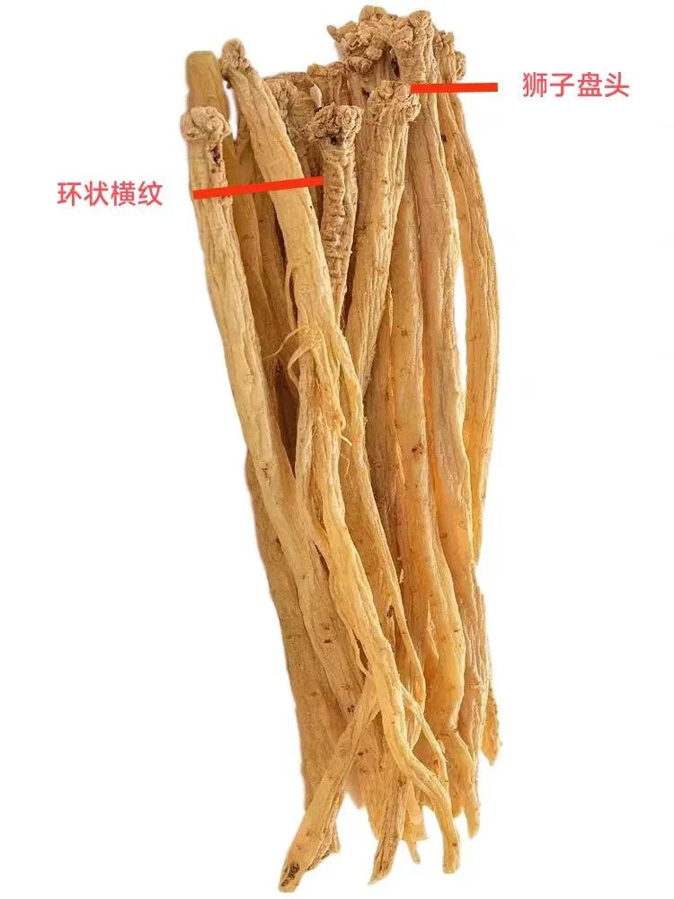 A Detailed Discussion on Codonopsis (Dang Shen)