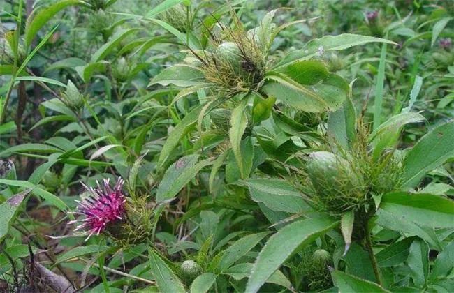 Daily Learning of a Chinese Herb: Atractylodes (Cang Zhu)