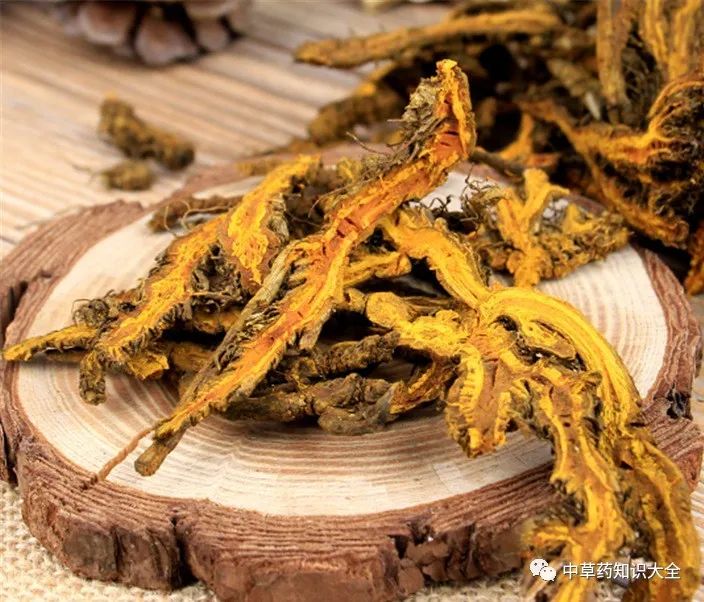 The Efficacy and Functions of Huang Lian (Coptis)