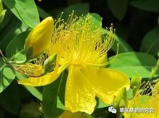 Understanding Forsythia: Characteristics, Distribution, and Medicinal Value
