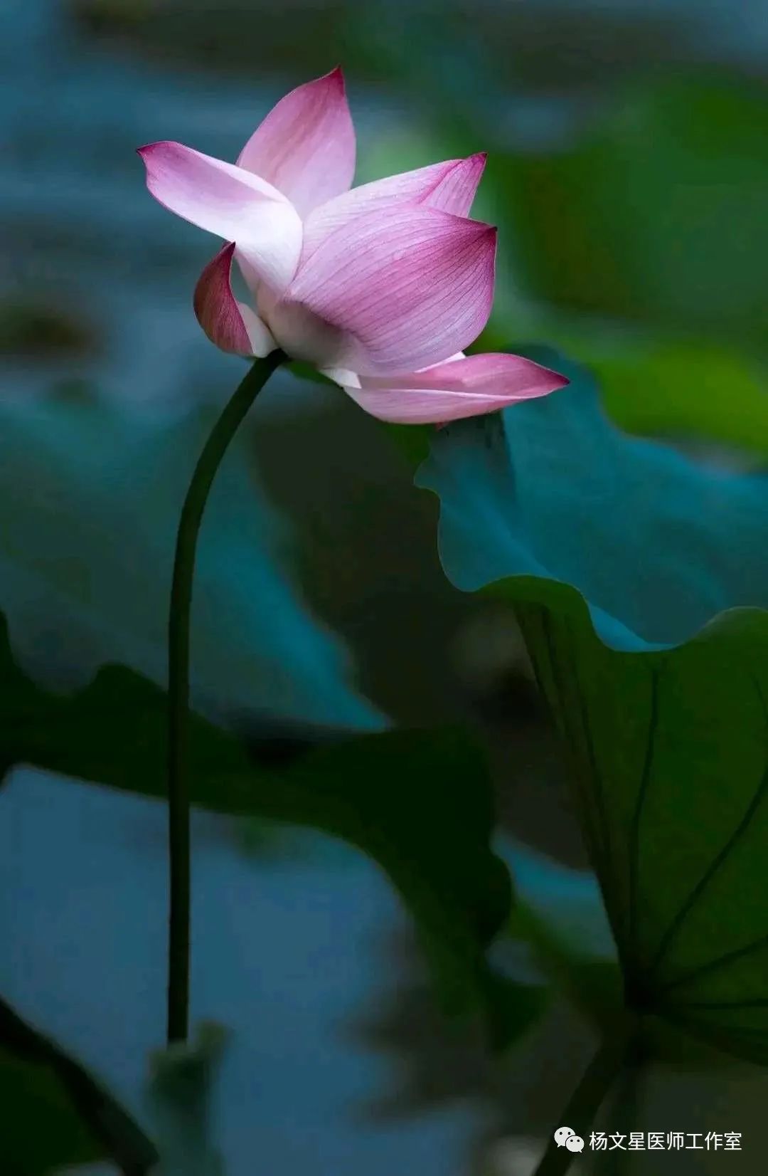 Ten Methods of Supporting the Body and Expelling Evil to Treat Cancer