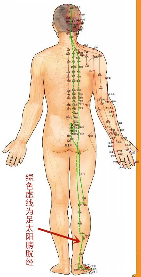 Acupoint Knowledge | Twelve Meridians: The Weizhong Point of the Foot Taiyang Bladder Meridian