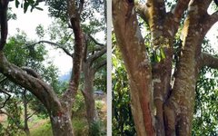 Compilation of Chinese Medicinal Herbs 71: Cinnamon