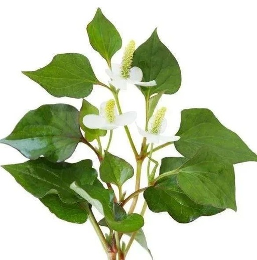 This Herb Treats Pneumonia, Sinusitis, and Gastroenteritis
