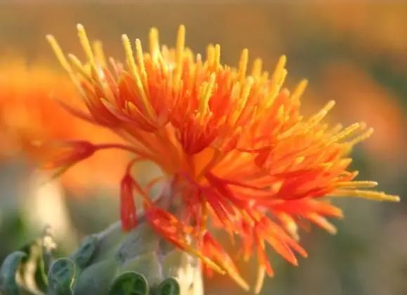 Agricultural Income Increase | Quality and Safe Cultivation Techniques for Safflower (Issue 32)