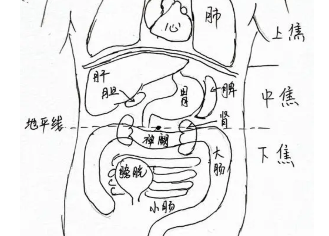 The 'Passage' and 'Function' of the Six Fu Organs