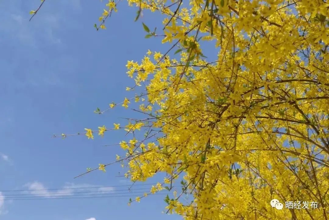 Cultivation and Management Techniques for Forsythia