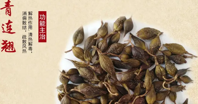 The Efficacy of Lianqiao (Forsythia suspensa): Reducing Swelling, Clearing Heat, and Detoxifying