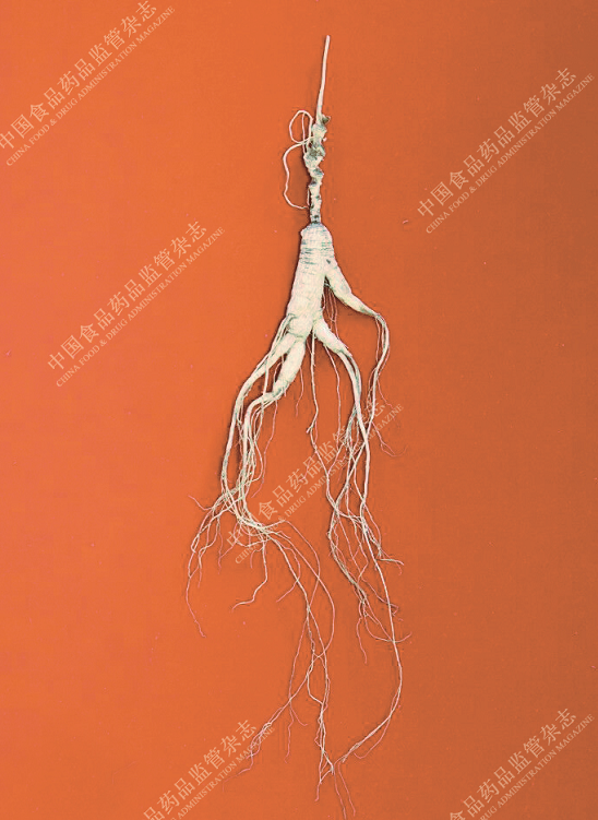 Exploring the Essence of Traditional Chinese Medicine: Ginseng