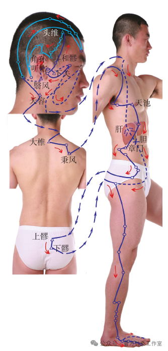 Overview of the Foot Shao Yang Gallbladder Meridian: Collaterals, Branches, and Muscle Pathways