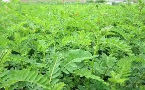 A Single Tonic Herb - Astragalus (Huang Qi)