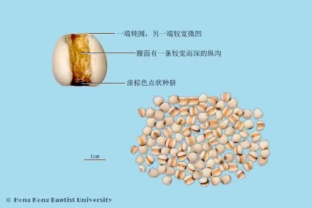 Premium Chinese Medicine | Coix Seed