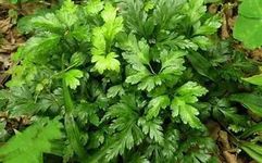Coptis Chinensis (Traditional Chinese Medicine Encyclopedia, Chinese Materia Medica)