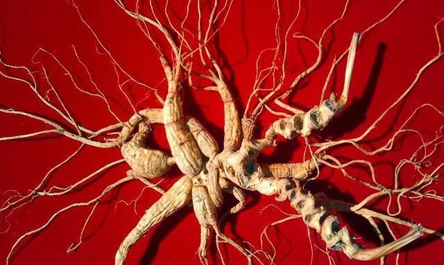 Understanding Ginseng Varieties: Red Ginseng, American Ginseng, and More