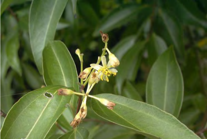 Traditional Chinese Medicine Herb: Cinnamon