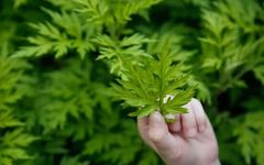 The Wonders of Mugwort Explained in the Compendium of Materia Medica