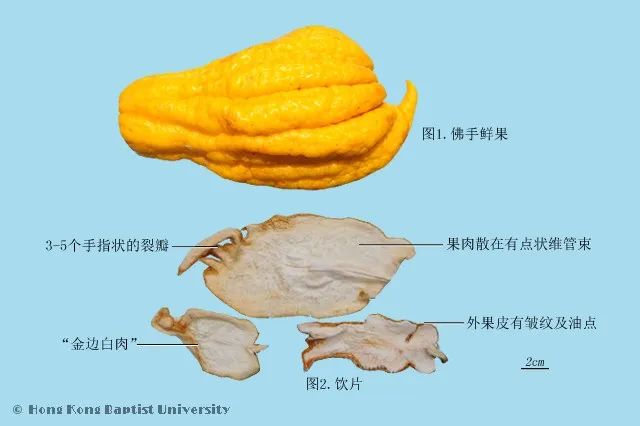 Exploring the Benefits of Fo Shou (Buddha's Hand) in Traditional Chinese Medicine
