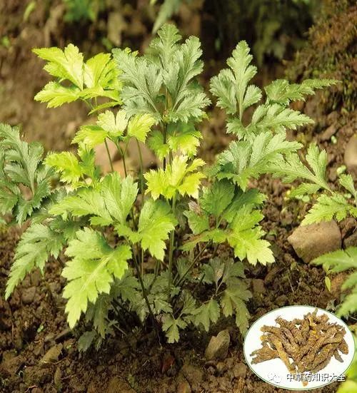 The Efficacy and Functions of Huang Lian (Coptis)