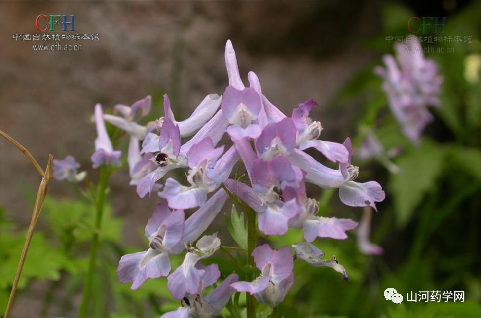 Bencao Gangmu: Yán Hú Suǒ (Corydalis Yanhusuo)
