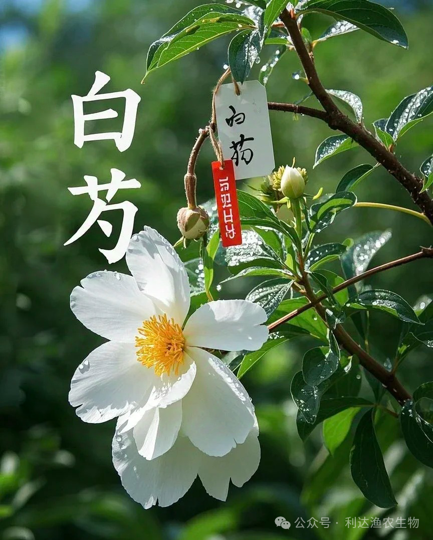 Analysis of Bai Shao (White Peony) in Traditional Chinese Medicine