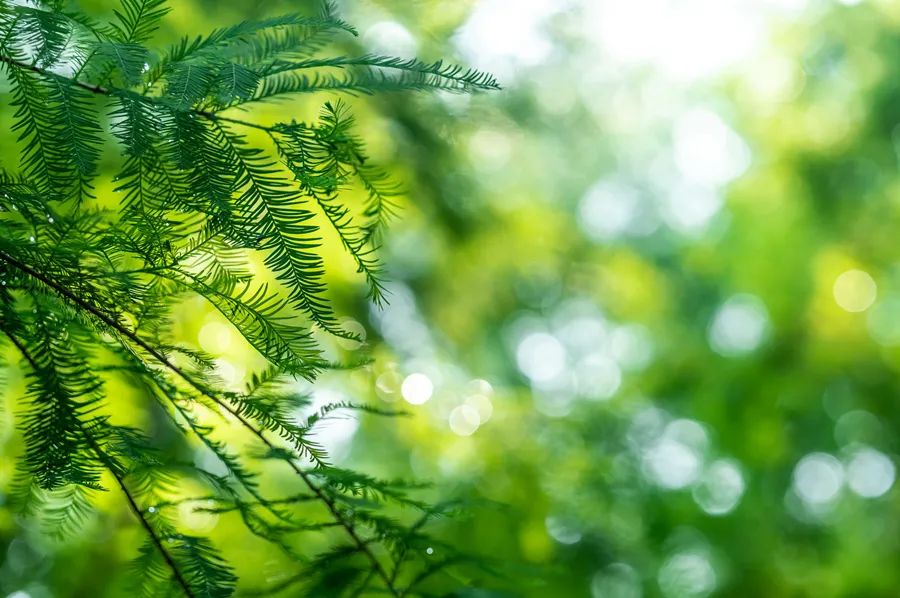 Feeling Down in Spring? TCM Believes Emotions Significantly Impact Health