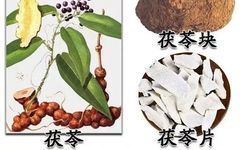 Exploring the Benefits of Fu Ling (Poria) in Traditional Chinese Medicine