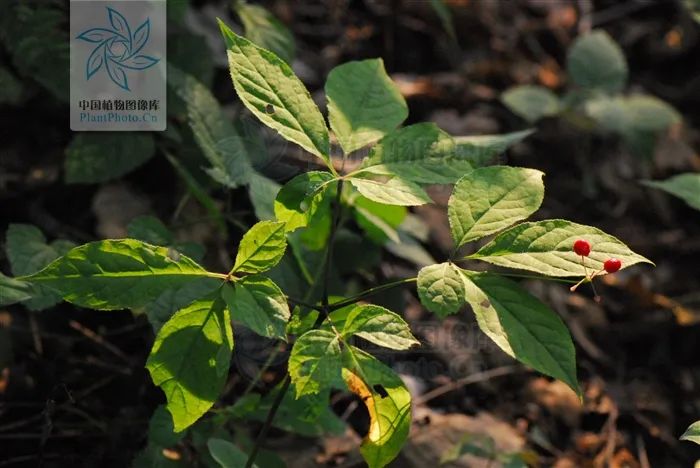 The Story of "Bencao Gangmu": The King of Herbs - Ginseng