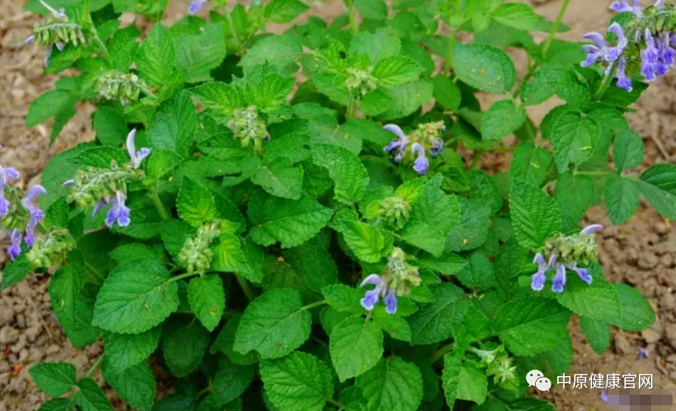 The Efficacy and Functions of Dan Shen: Benefits of Dan Shen Tea