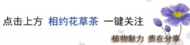 Health Benefits of Various Beans in Traditional Chinese Medicine (Part 2)