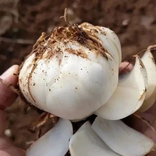 Lily: The 'Vegetable Ginseng' for Spring - Sweet and Soothing for the Lungs