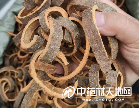 The Continued Ordinary Path of Cinnamon