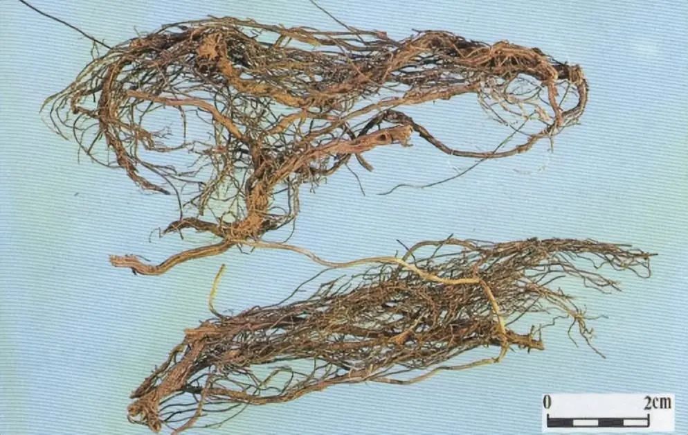 Identification of the Chinese Herbal Medicine Huanglian