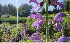 Traditional Chinese Medicine Herb - Danshen (Salvia miltiorrhiza)