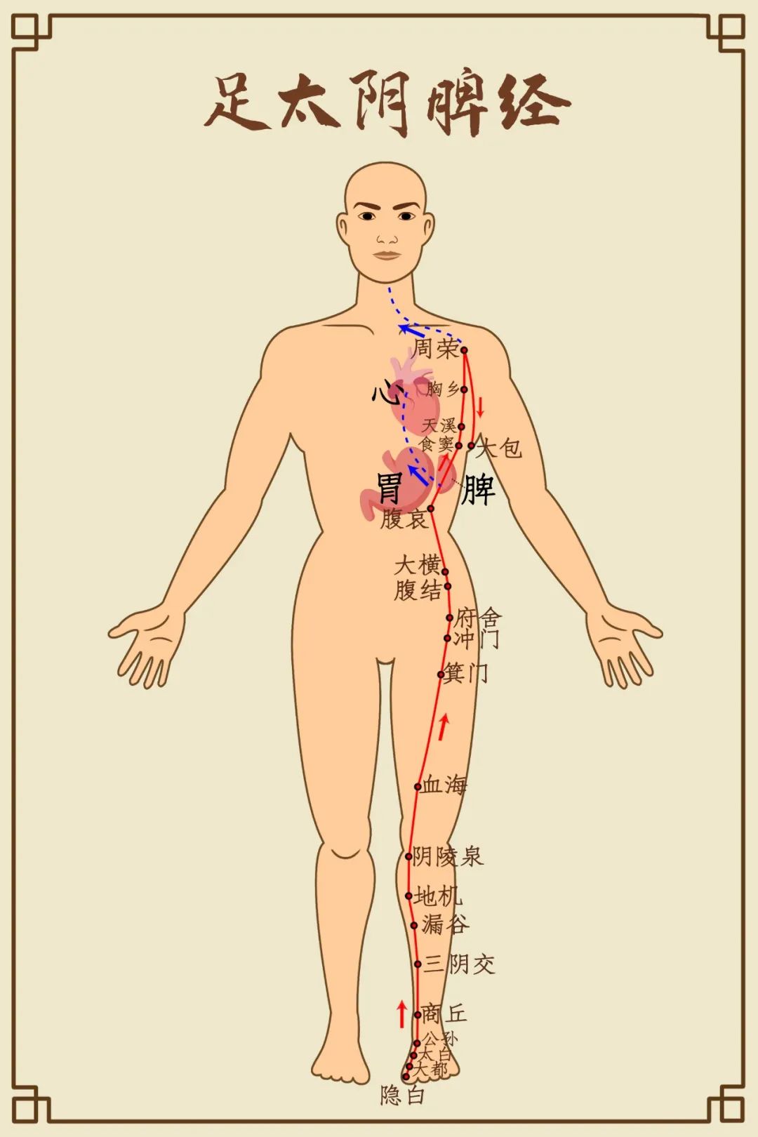 Comprehensive Diagram of Human Meridians (Recommended for Collection)