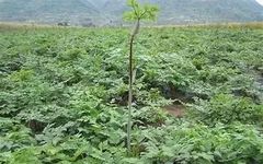 Angelica Sinensis (Dong Quai) - Comprehensive Overview