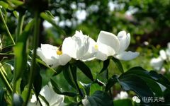 Daily Chinese Medicine: Bai Shao (White Peony)