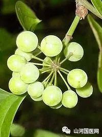 Bencao Gangmu: Bá Qiā (Smilax china)