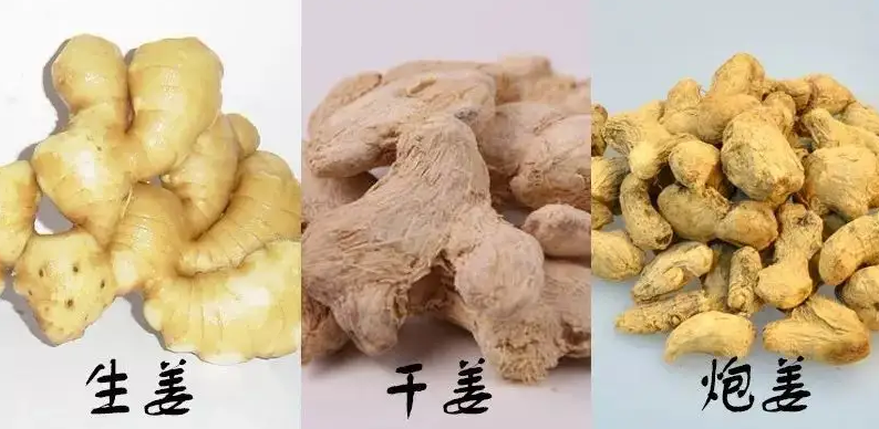 The Differences in Efficacy Among Various Types of Ginger: Fresh Ginger, Dried Ginger, Processed Ginger, Ginger Charcoal, and Galangal