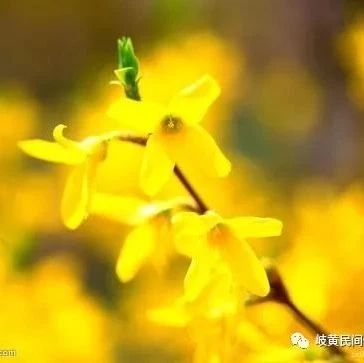 Discussion on the Application of Rehmannia Glutinosa in Large Doses